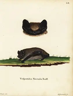 Sinensis Prints: Asian particoloured bat, Vespertilio sinensis noctula