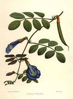 Darwin Gallery: Asian pigeonwings, butterfly pea or Darwin