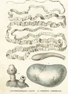 Brain Collection: Asian tapeworm and sheep tapeworm larva