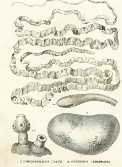 Georg Prints: Asian tapeworm and sheep tapeworm larva