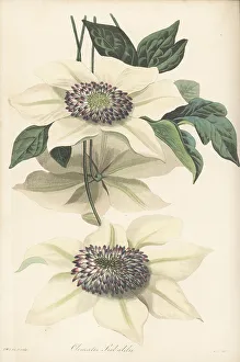 Magazine Of Botany Prints: Asian virginsbower, Clematis florida