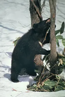 Asiatic Black Bear