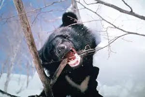 Selenarctos Prints: Asiatic Black Bear