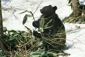 Asiatic Black Bear