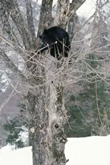 Asiatic Black Bear