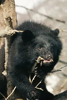 Japonicus Prints: ASIATIC BLACK BEAR - chewing bark