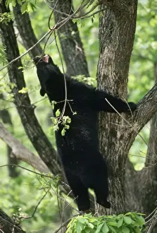 Bears Prints: Asiatic Black BEAR - climbing tree