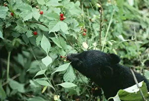 Woodlands Prints: Asiatic Black BEAR - eating berries