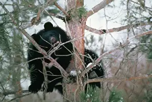 Japonicus Prints: Asiatic Black Bear - Japanese sub species