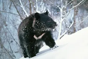 Asiatic Black Bear - Japanese sub species