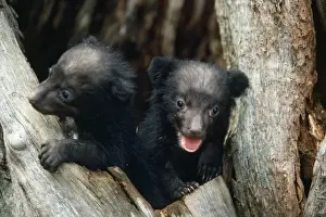 Asiatic Black Bear - Japanese sub species