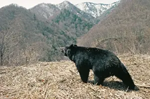 Asiatic Black BEAR - Japanese sub species