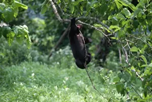 Asiatic Black Bear - Japanese sub species