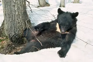 Bears Prints: Asiatic Black bear - lying in snow