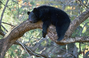 Wildlife Collection: Asiatic Black bear - resting in tree
