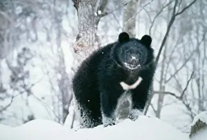 Bears Prints: Asiatic Black Bear - in Snow