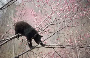 Japonicus Prints: Asiatic Black bear - in tree with blossom
