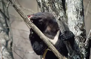 Japonicus Prints: Asiatic Black bear - in tree eating bark