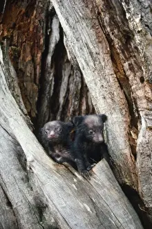 Nests Prints: Asiatic Black Bear - young. Japanese sub species