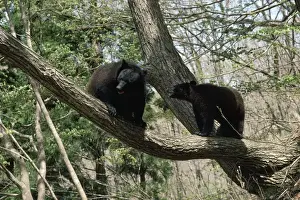 Japonicus Prints: Asiatic Black Bears