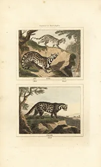 James Smith Barr Prints: Asiatic civet cat, genet and African civet