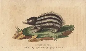 Hedgehog Prints: Asiatic hedgehog, tanrec or tailless tendrac