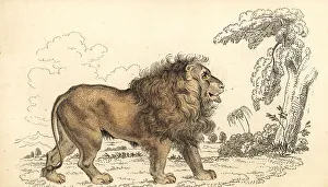 Mane Prints: Asiatic lion, endangered, Panthera leo leo
