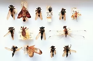 Odonata Collection: Asilidae, robber flies