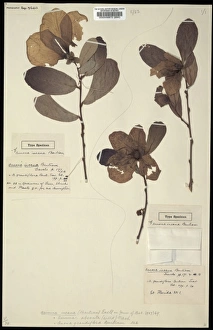 Annonaceae Gallery: Asimina obovata, pawpaw apple