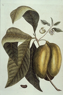 Mark Catesby Collection: Asimina triloba, paw paw