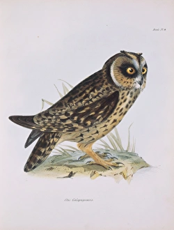 Elizabeth Gould Gallery: Asio flammeus galapagoensis, short-eared owl