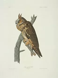 Asio otus, long-eared owl