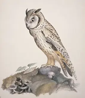 Asio otus, long-eared owl