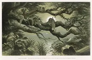 Asleep in Moonlight