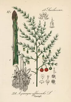 Officinalis Gallery: Asparagus, Asparagus officinalis