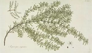 Asparagus Collection: Asparagus capensis