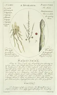 Asparagus officinalis, asparagus