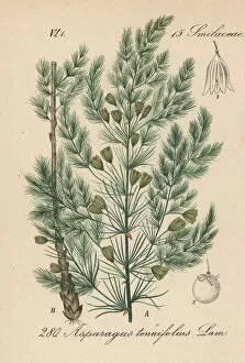 Asparagus Collection: Asparagus tenuifolius