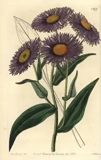 Sarahanndrake Prints: Aspen fleabane, Erigeron speciosus