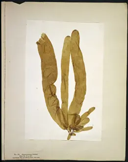 Wyatt Prints: Asperoccus turneri, seaweed