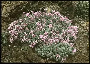 Rockery Prints: Asperula Suberosa (Woodruff)