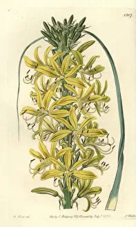 Asphodeline lutea