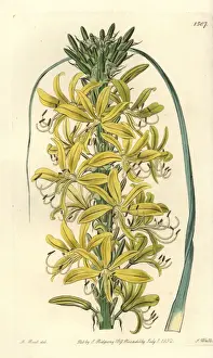 Sibiricus Prints: Asphodeline lutea