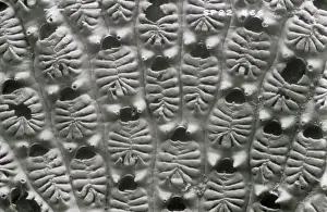 Recent Prints: Aspidelectra melolontha, bryozoan