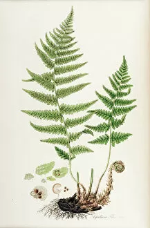 1835 Collection: Aspidium filix mas or Male Shield fern