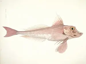 Spiky Prints: Aspitrgla cuculus, red gurnard