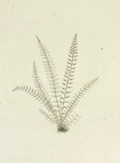 Asplenium monanthes, single-sorus spleenwort