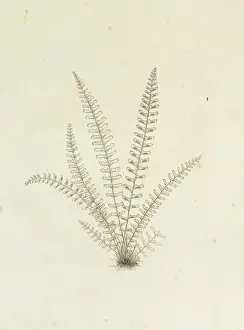 Polypodiophyta Prints: Asplenium monanthes, single-sorus spleenwort