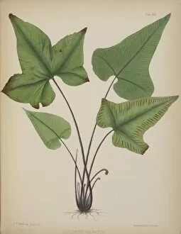Asplenium palmatum