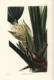 Asplundia latifolia orchid